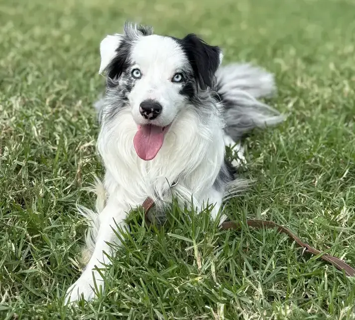 Perro Border Collie feliz con alimentación natural BARF