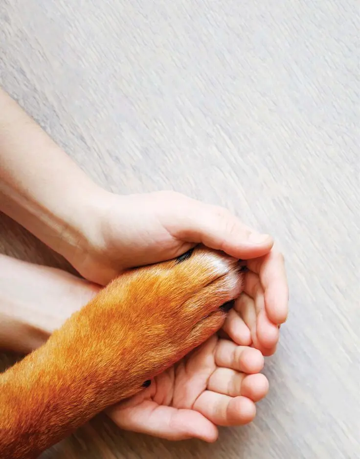 Cuidado personalizado para tu mascota