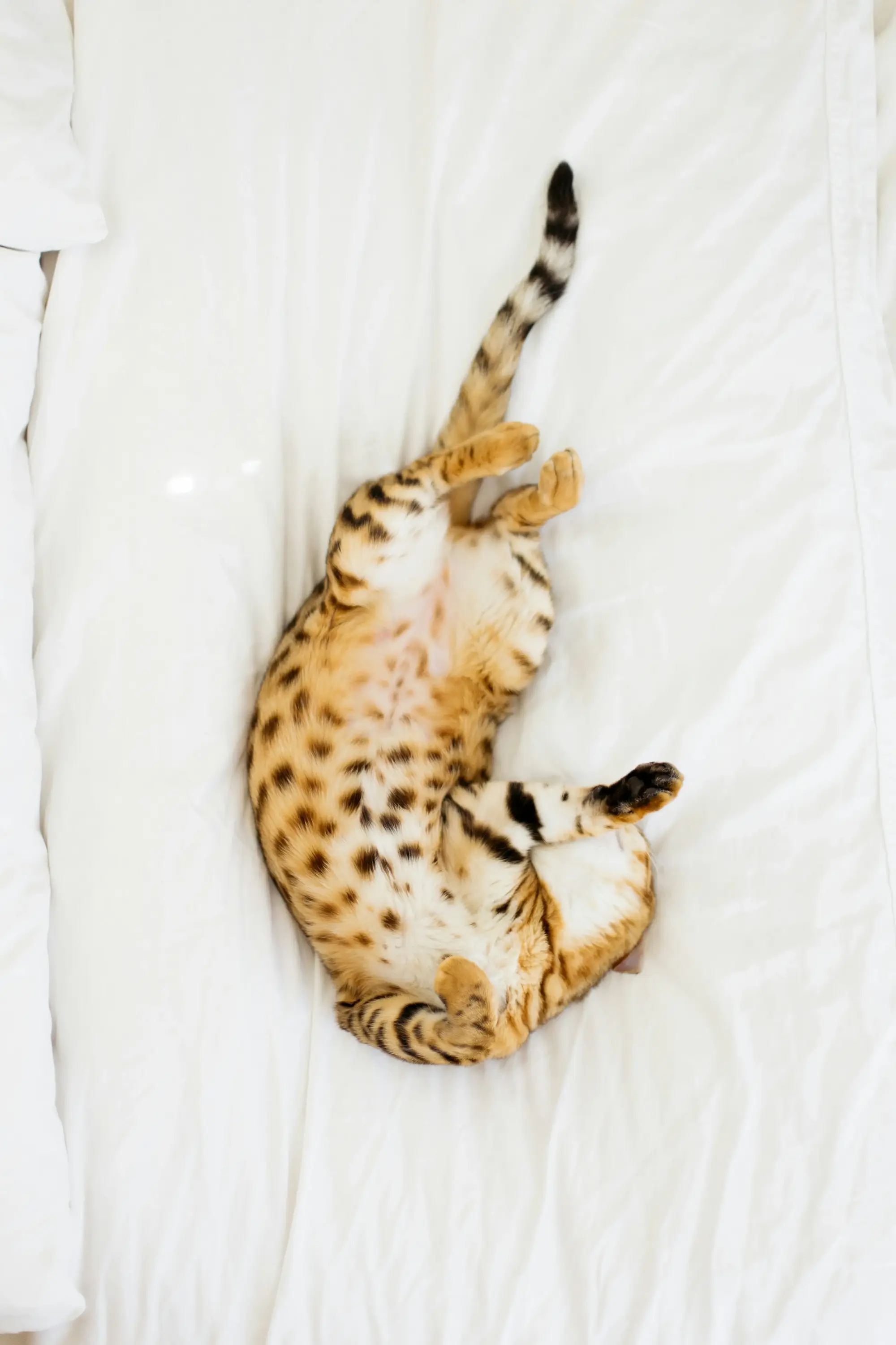 Simba (Gato Persa)