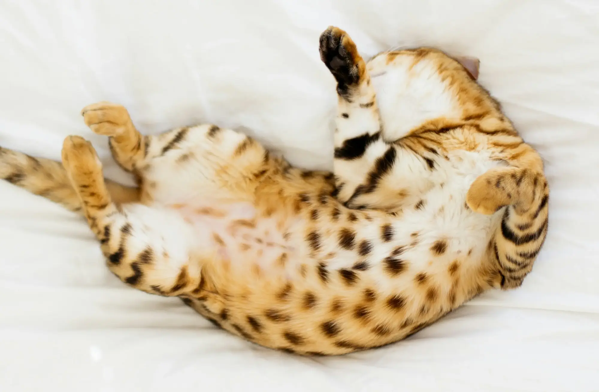 Menú BARF para gatos - Gato relajado y feliz