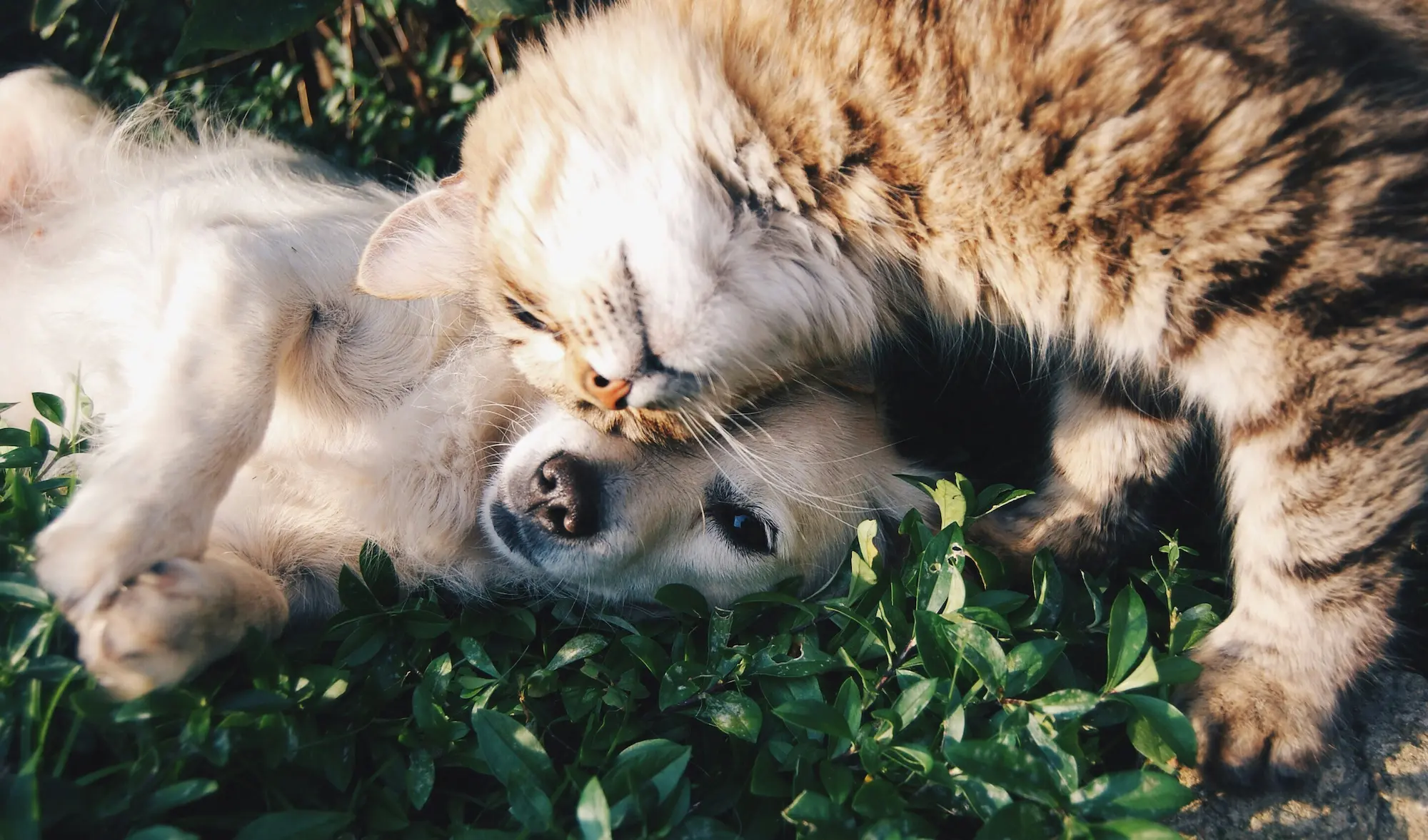 Perro y gato mostrando afecto - la comida como medicina y vínculo