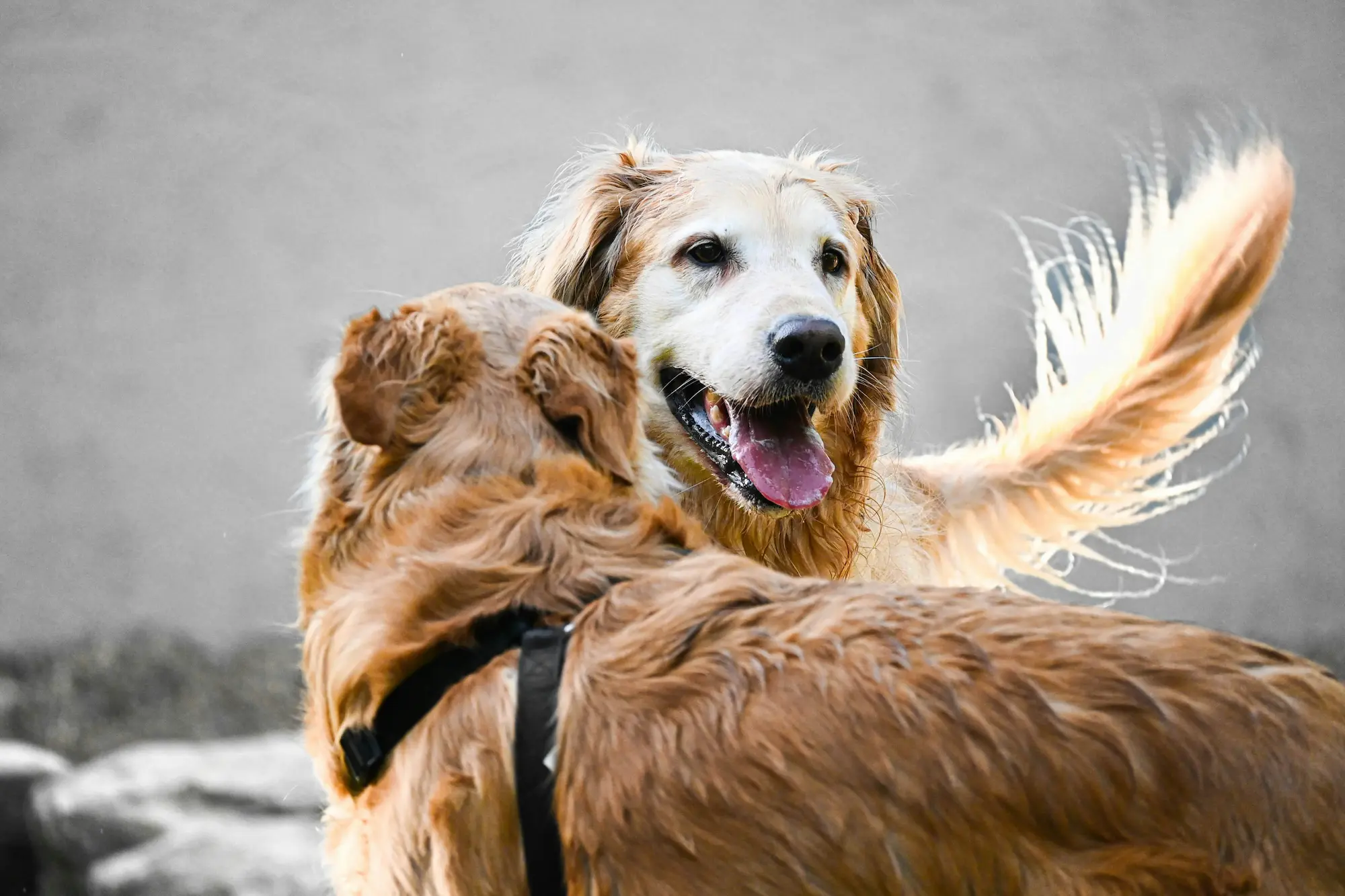 Menú BARF para perros - Perro feliz corriendo con energía