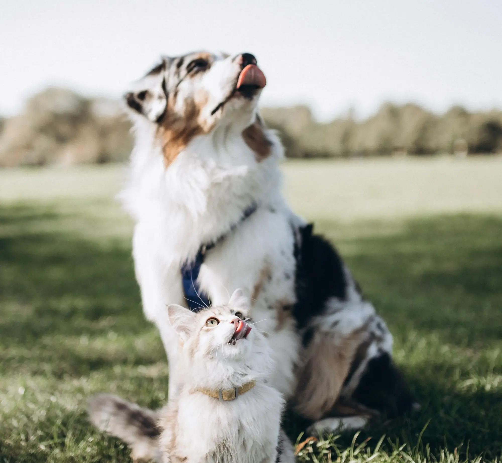Perro y gato juntos disfrutando de alimentación natural BARF