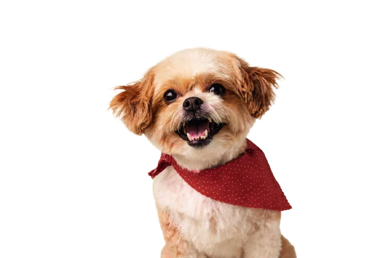 Perro feliz con bandana RAWWAY